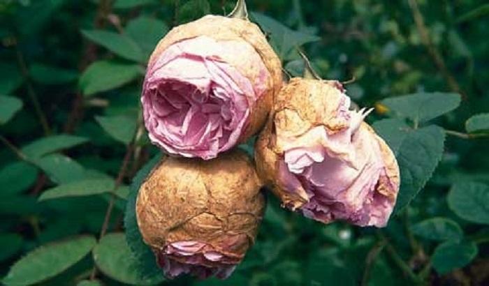 Роспуск бутонов у роз как предотвратить болезнь и сохранить красивый вид цветов