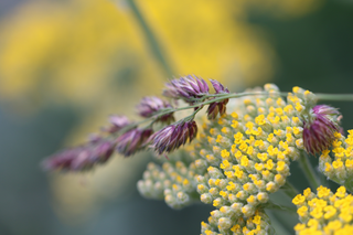 Image jardin fin