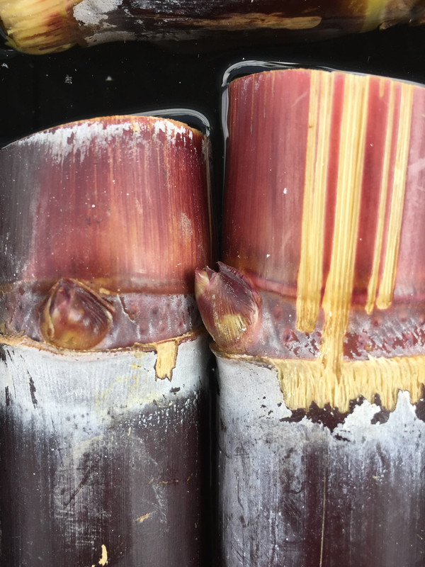 day-03-sugarcane-protruding-bud.jpg