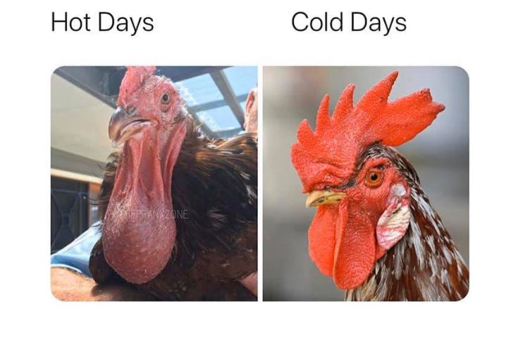 rooster.jpg