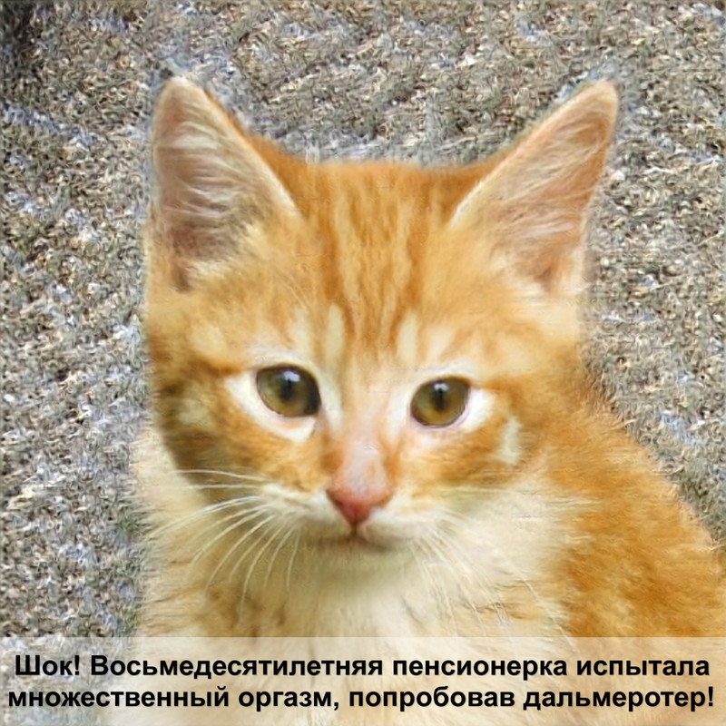 сколько стоит шотландская вислоухая кошка