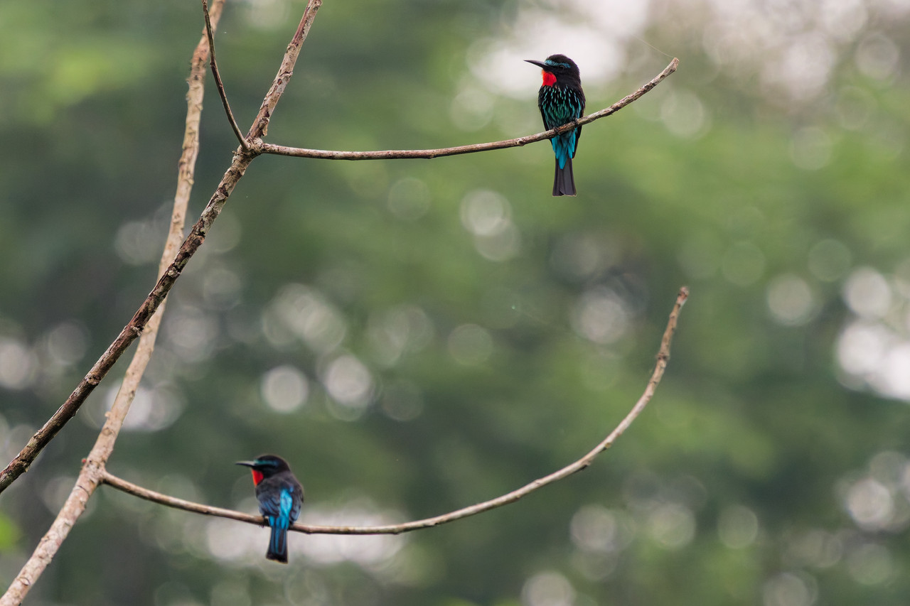 Black Beeeater543 Dx O