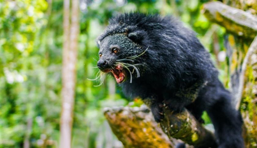 Бинтуронг (Arctictis binturong) - тайны 'медвежьей кошки' с ароматом попкорна Бинтуронг (Arctictis binturong) - тайны 'медвежьей кошки' с ароматом попкорна