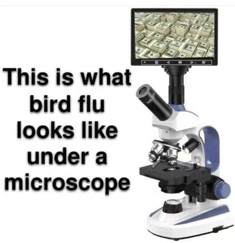 bird-flu.jpg