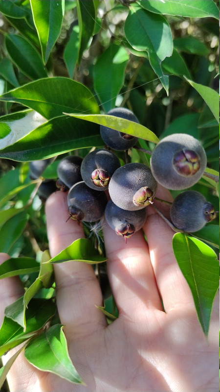 IMG 20250301 170320421