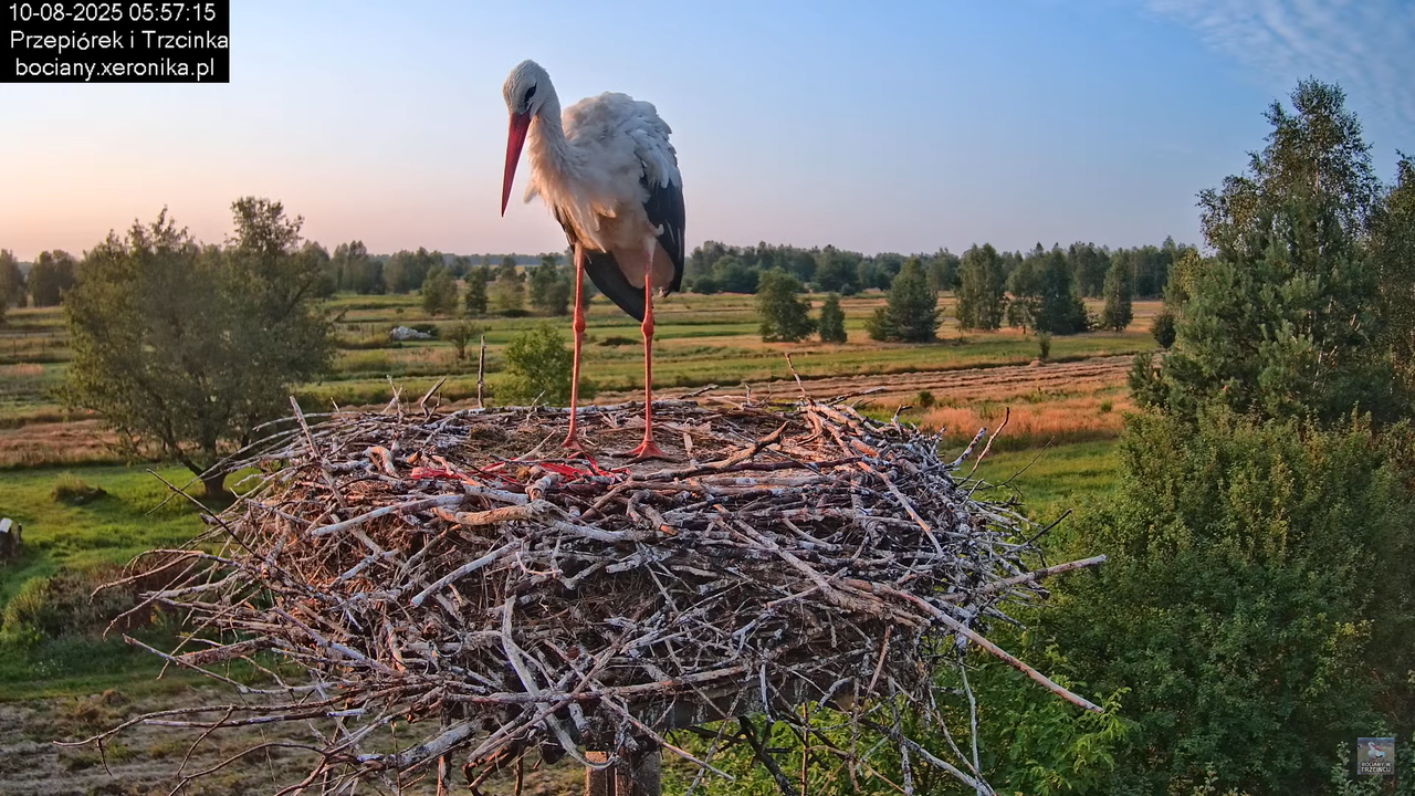 10082025bociany7