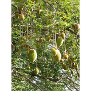 baobabfruit-600x600.jpg