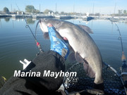 [Image: MARINA-MAYHEM.jpg]