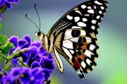 fluturi-850x560.webp