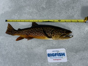 [Image: Tiger-Trout-14-HKN.jpg]