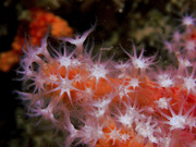 07004_10-03-2Coul-8030085