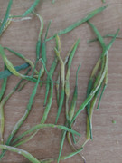 IMG-204e6fbc98fce36698088a3ddc1ac341-V