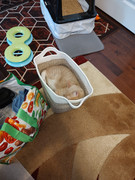 https://i.postimg.cc/XrgPkFSt/Nap-Time.jpg