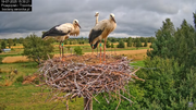 19072025bociany43
