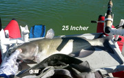 [Image: 25-INCHER.jpg]