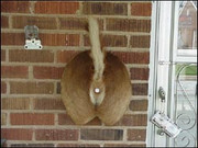 assDoorbell