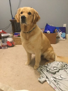 image_2023-02-02_231356071