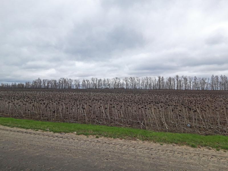 IMG-4379t-1.jpg