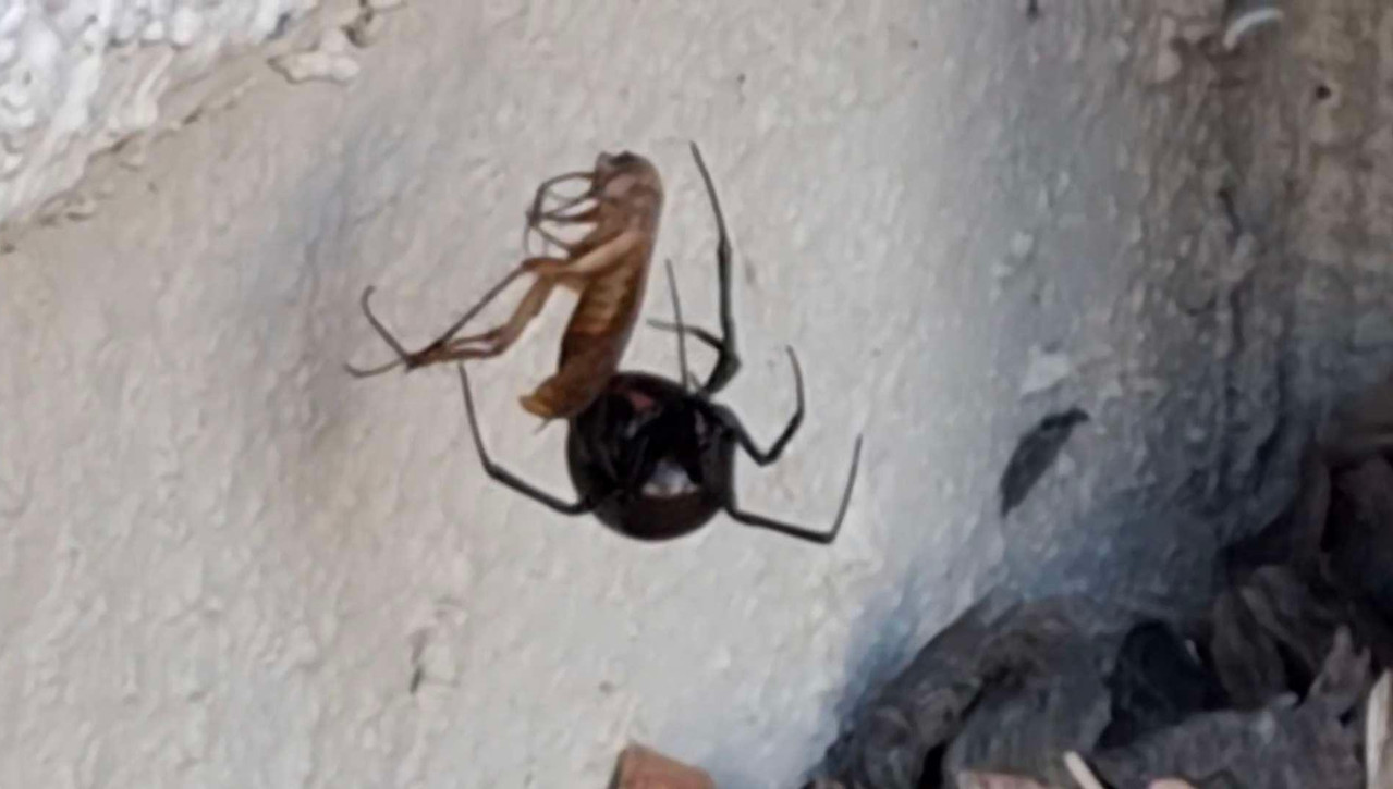 [Image: Black-Widow.jpg]