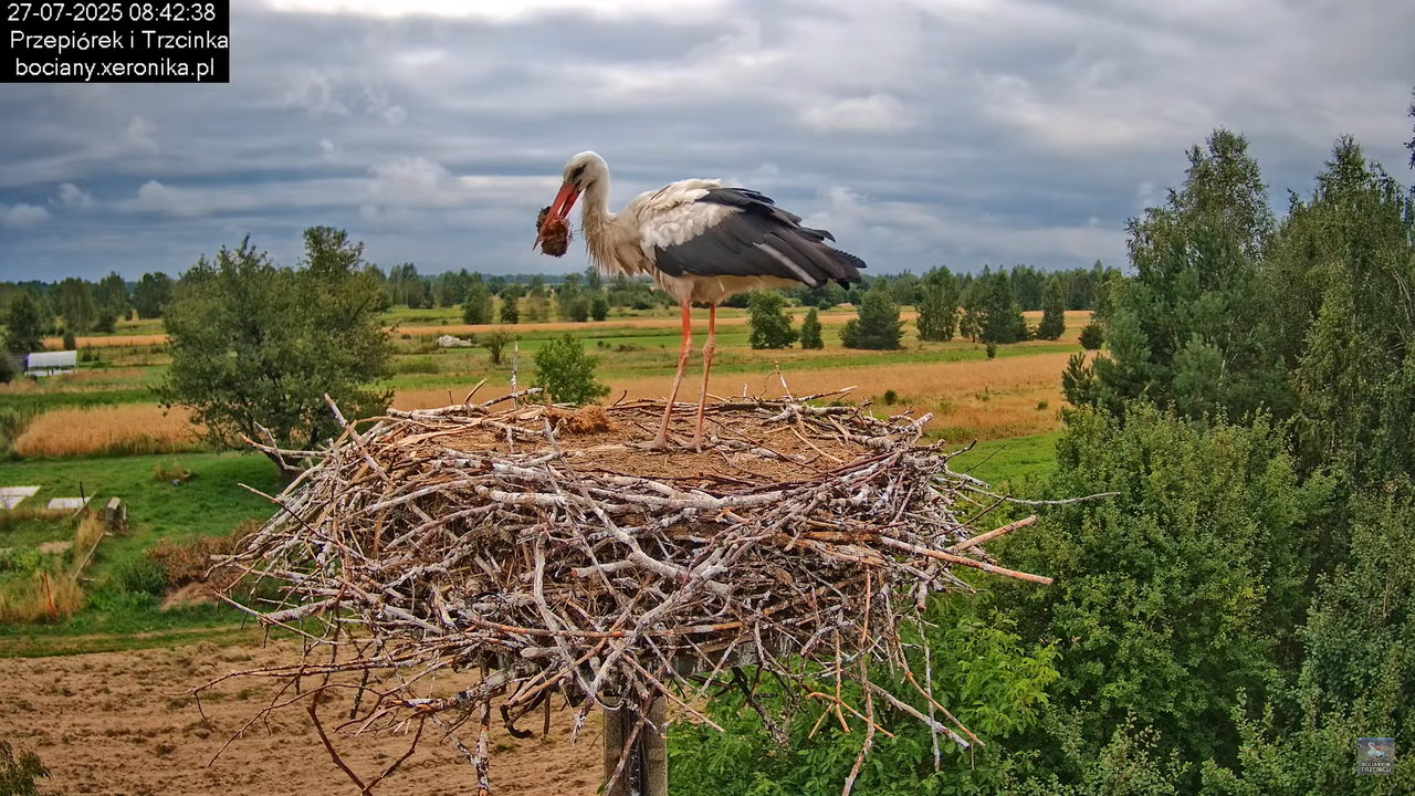 27072025bociany23