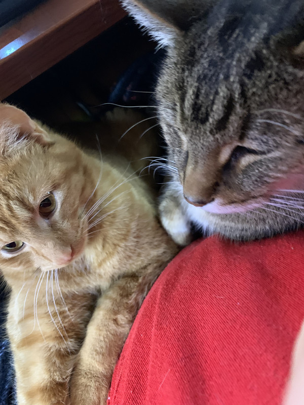 2cat-lap.jpg