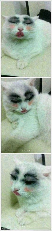 Cat Humor #8