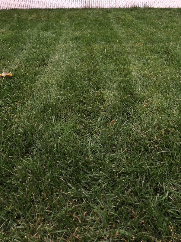 New sod green on top but brown under Lawn Care Forum