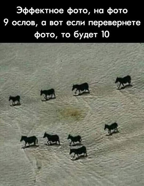 десять ослов