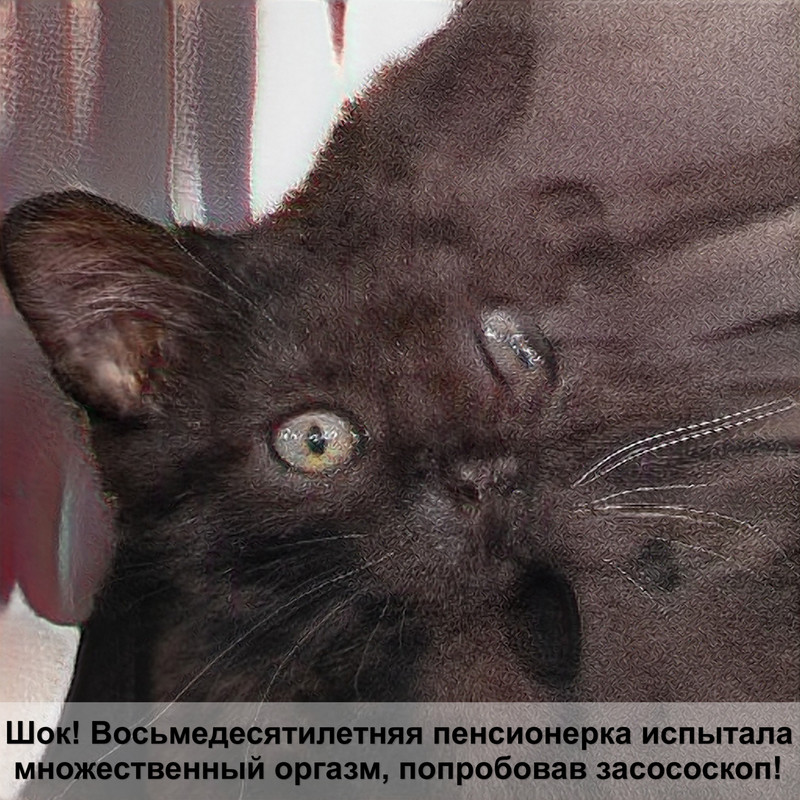 лысая кошка