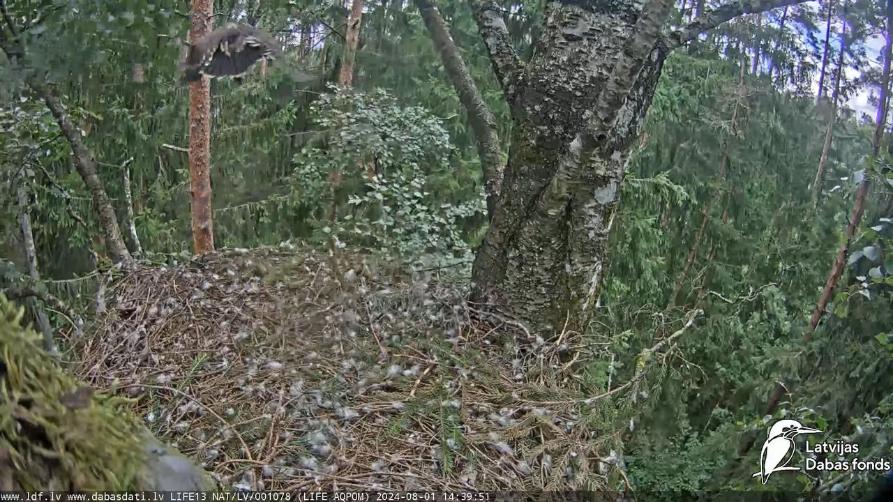 Mazais ērglis (Clanga pomarina), ligzda bērzā - LDF tiešraide 15-44-36 screenshot