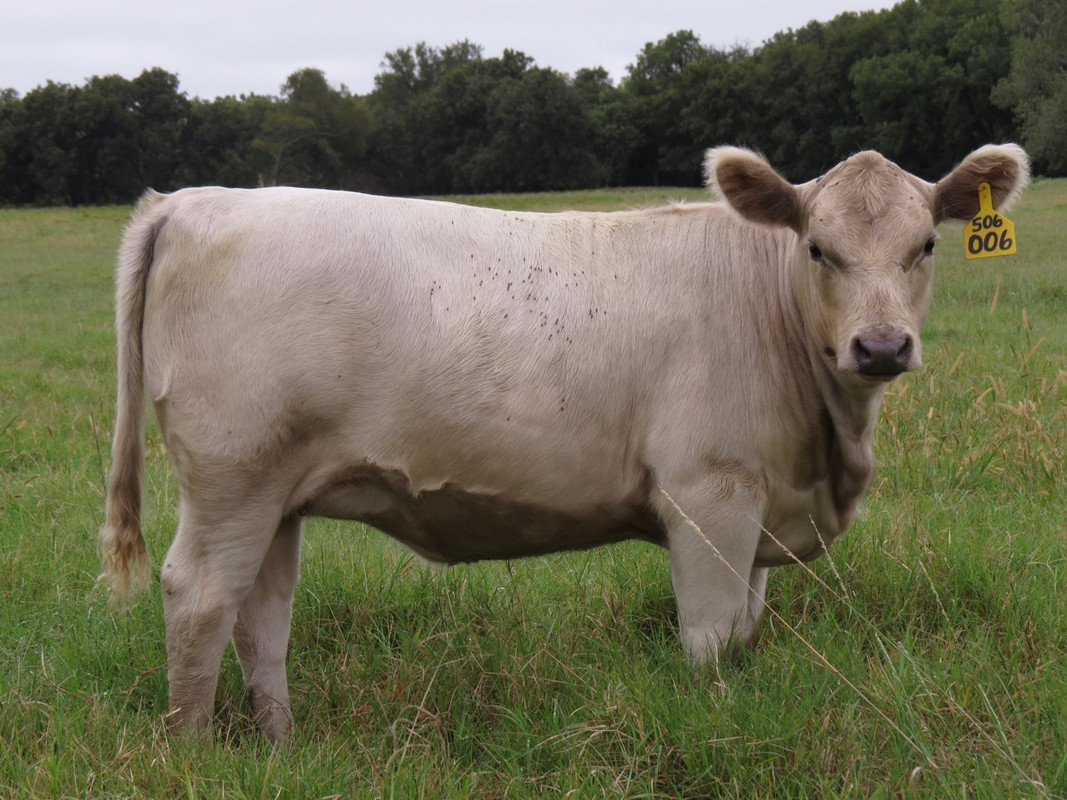 006-Heifer-6-5-months.jpg