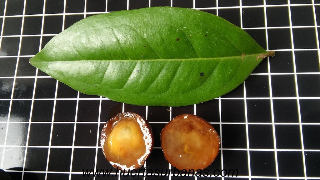 huertasurbanas_com_20181109_091847Myrciaria_sp_paraguay_cerrado-