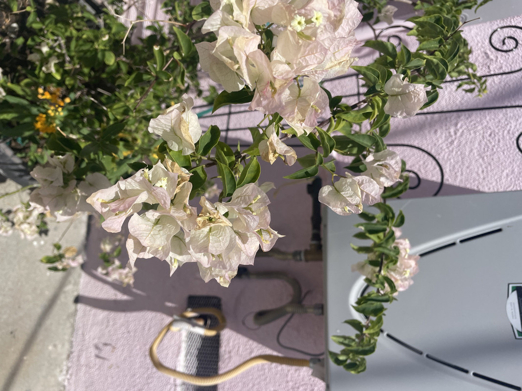 B42B1959-38FC-4D88-83EB-7F01A566891E