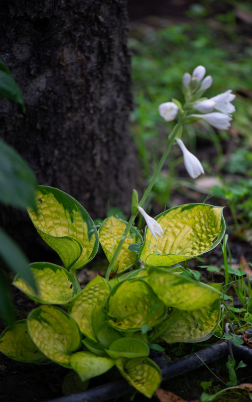 IMG-f4d976762a118b788ed50f0846ee73ad-V