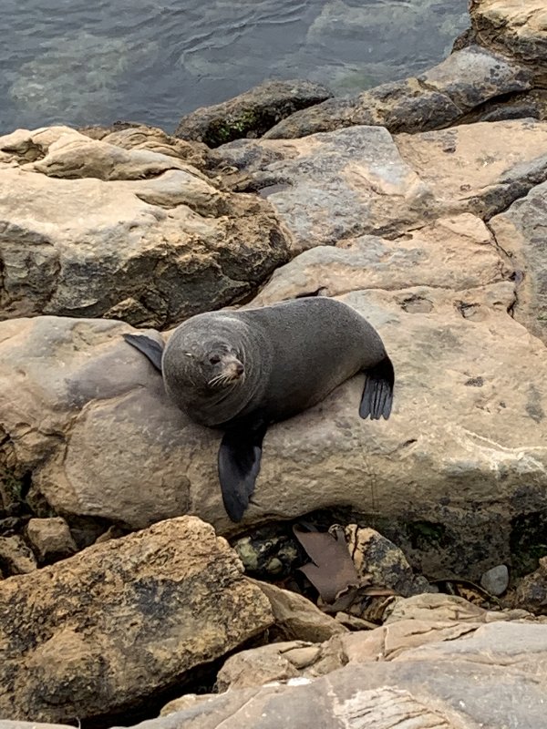 Dunedin-Twizel - Nueva Zelanda: La primavera Kiwi nos fue marcando la ruta (1)