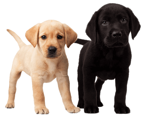 Cute Puppy