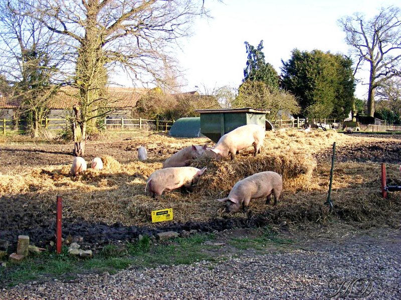 pigs-at-the-farm-HD.jpg