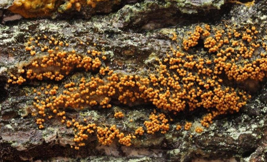 Интересные факты о Badhamia utricularis - грибе, который умеет думать Интересные факты о Badhamia utricularis - грибе, который умеет думать