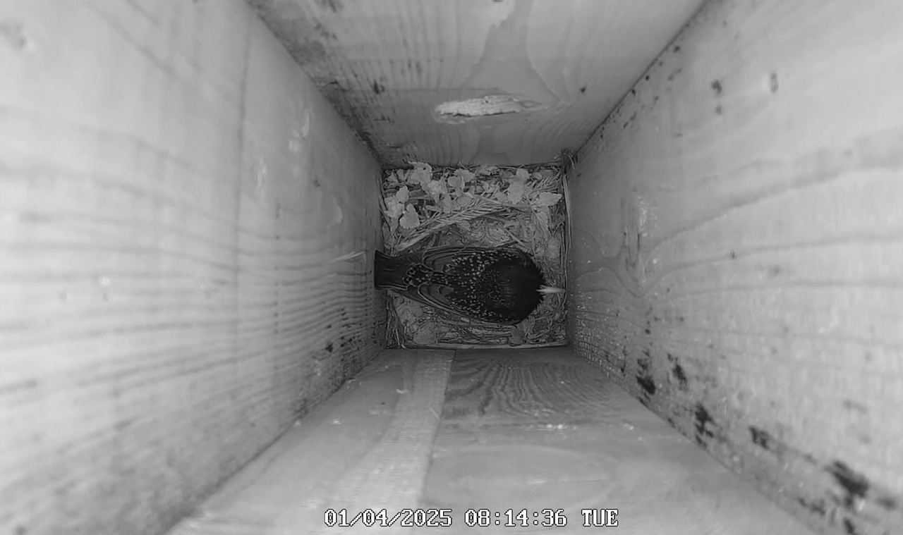 Mājas strazds 2025 Tiešraide - YouTube - 111_37