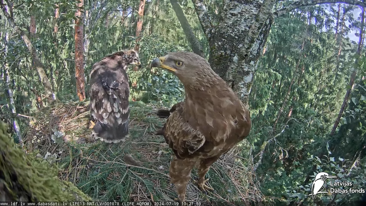 Mazais ērglis (Clanga pomarina), ligzda bērzā - LDF tiešraide 14-26-34 screenshot