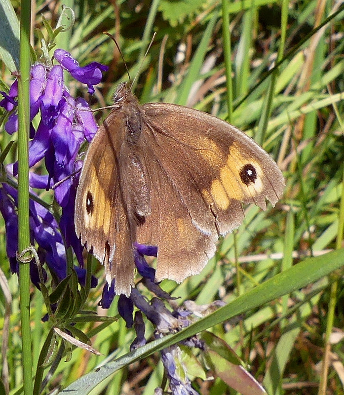 MEADOW BROWN 2 280724