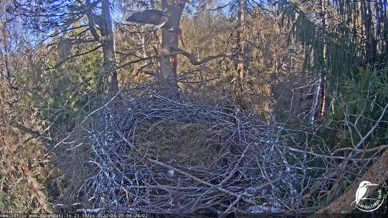 Melnais stārķis (Ciconia nigra) Siguldas novadā - LDF tiešraide 8-50-38 screenshot