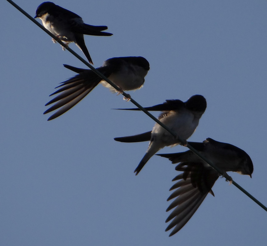 SWALLOWS 2 080925