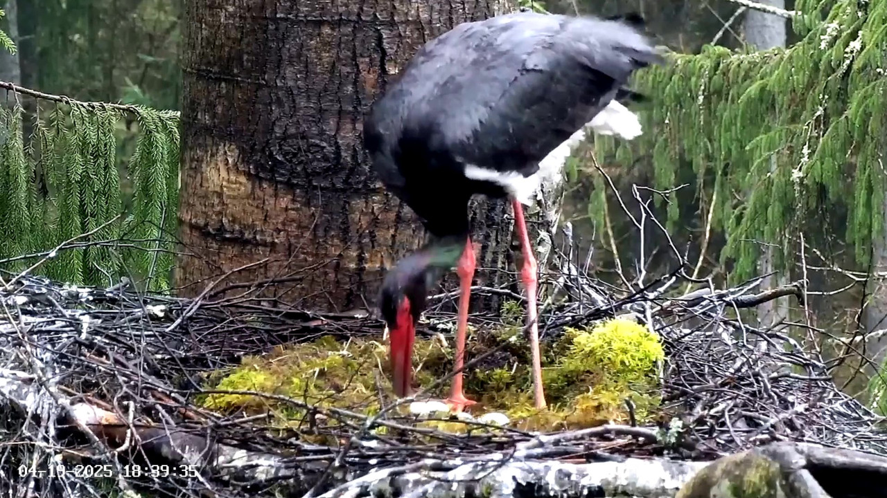 vlcsnap-2025-04-20-09h37m09s355