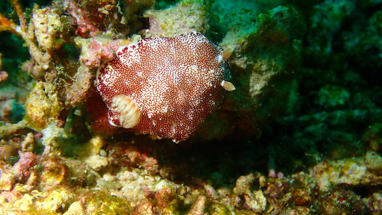 D8D1A82E-7BEE-4DD8-9C6B-548225C971E1