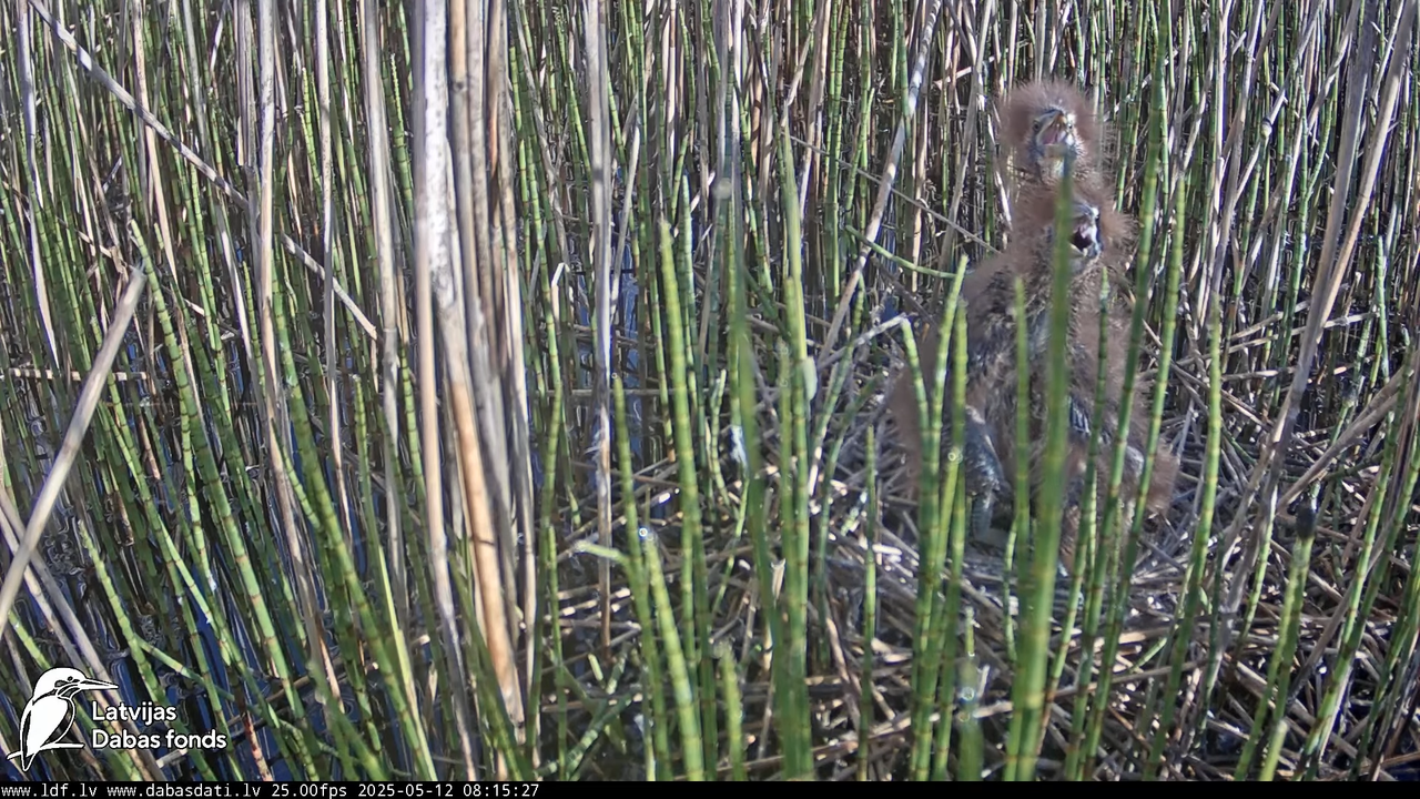 LDF Lielais dumpis (Botaurus stellaris) Zemītes pagastā 10-4-47 screenshot