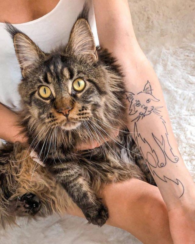 Cats-13