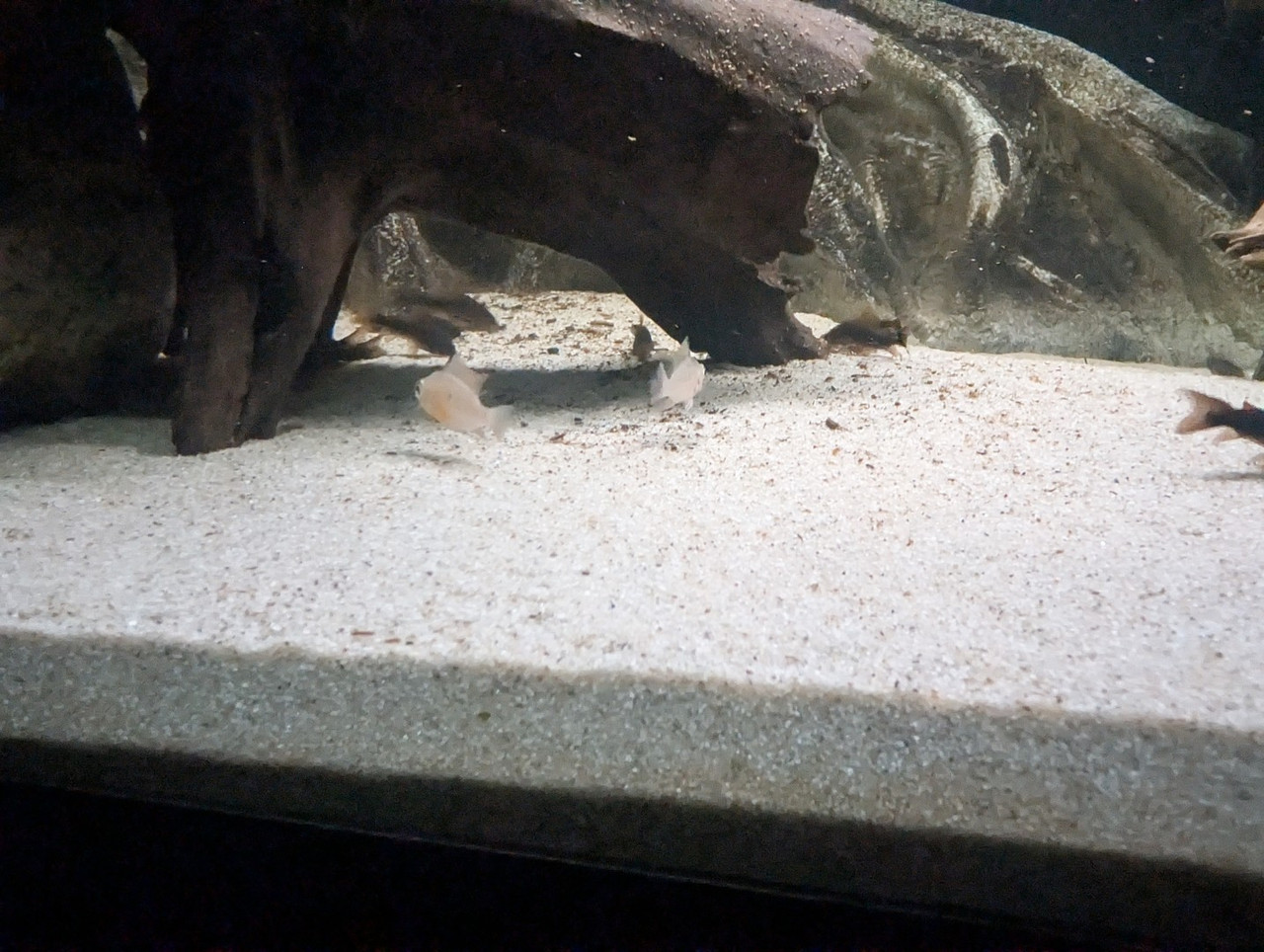 PXL 20251227 193845088 RAW 01 COVER