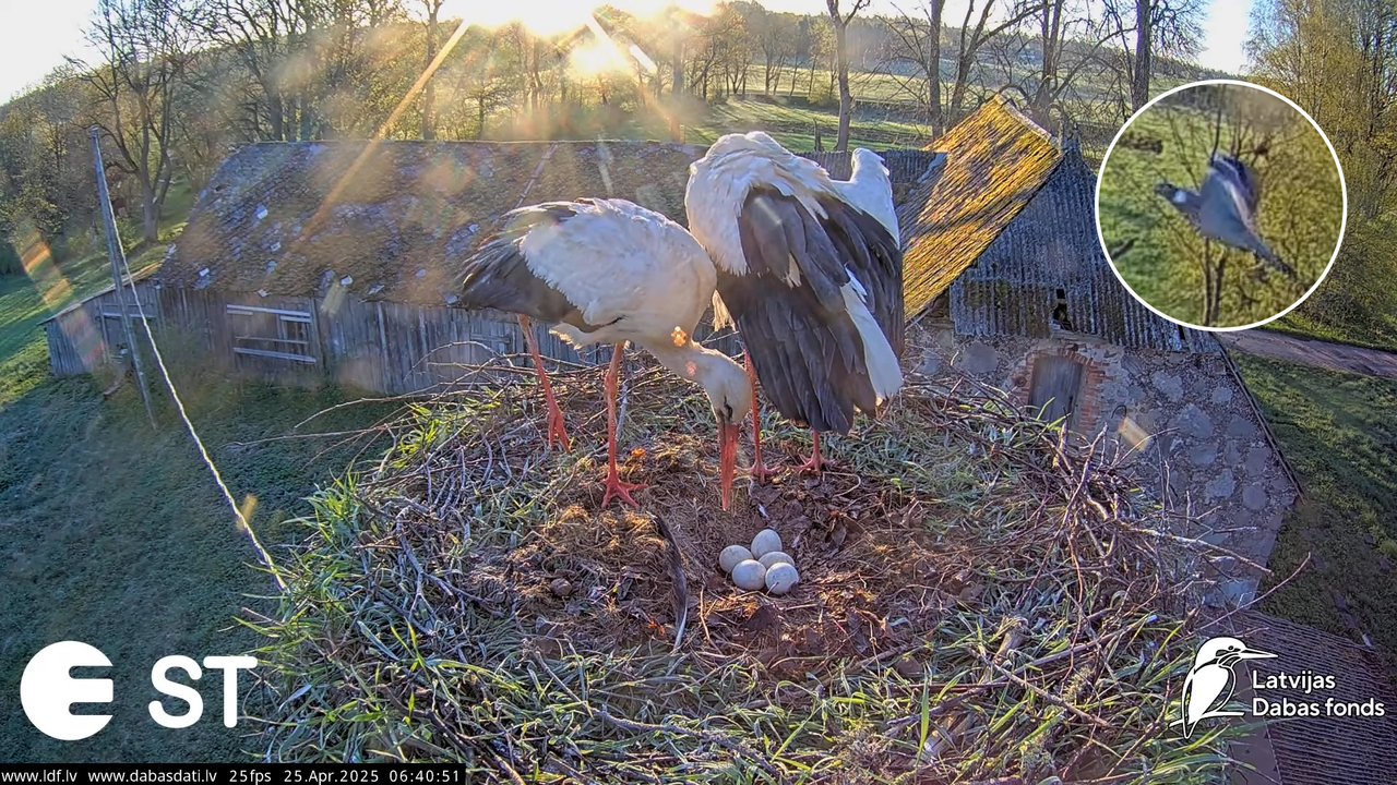 (26) Baltie stārķi (Ciconia ciconia) Tukuma novadā __ White storks in Tukums, Latvia - YouTube - 286