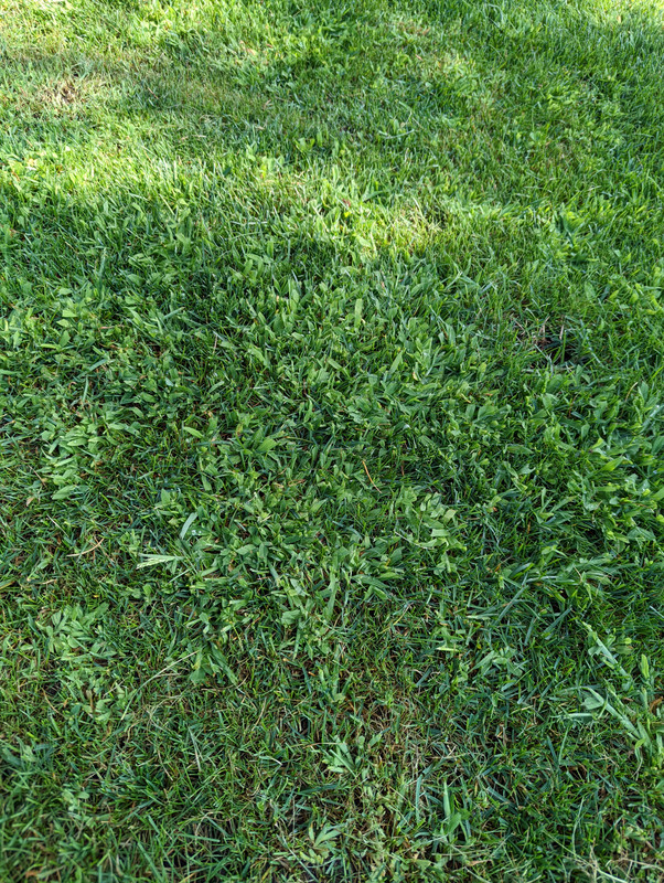 Overseed Plan - Crabgrass taking over. | Lawn Care Forum